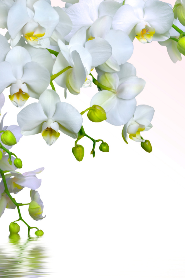 Fondo de pantalla Tenderness White Orchid 640x960