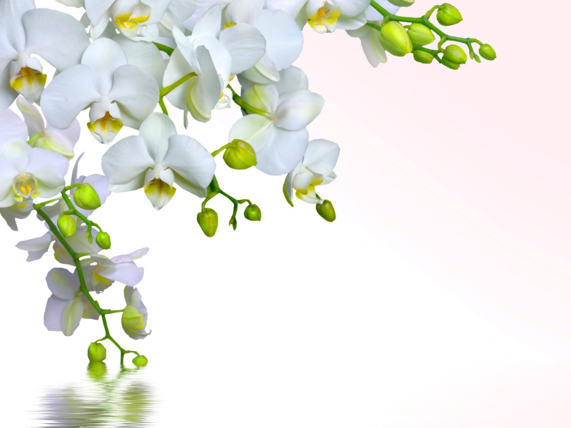 Tenderness White Orchid wallpaper 800x600