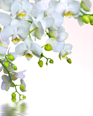 Tenderness White Orchid sfondi gratuiti per 640x1136