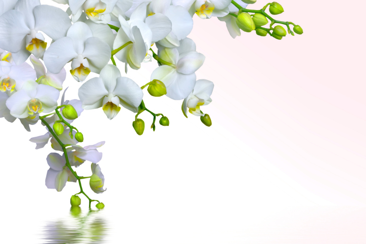 Das Tenderness White Orchid Wallpaper