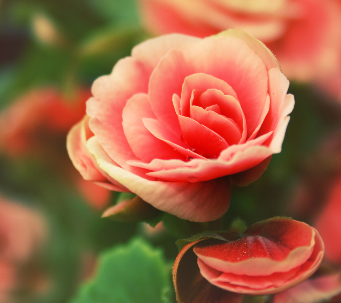 Das Beautiful Pink Rose Wallpaper 1440x1280