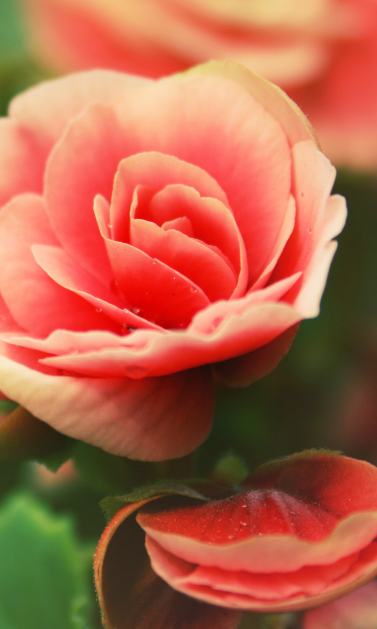 Beautiful Pink Rose screenshot #1 768x1280