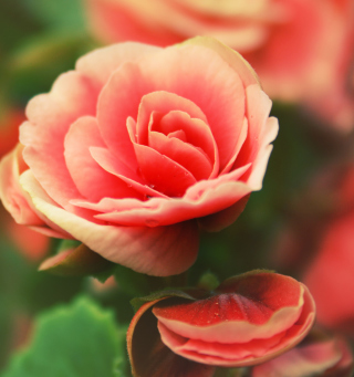 Beautiful Pink Rose sfondi gratuiti per 128x128