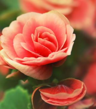 Beautiful Pink Rose sfondi gratuiti per 640x1136