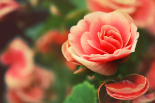 Beautiful Pink Rose Background for Android, iPhone and iPad