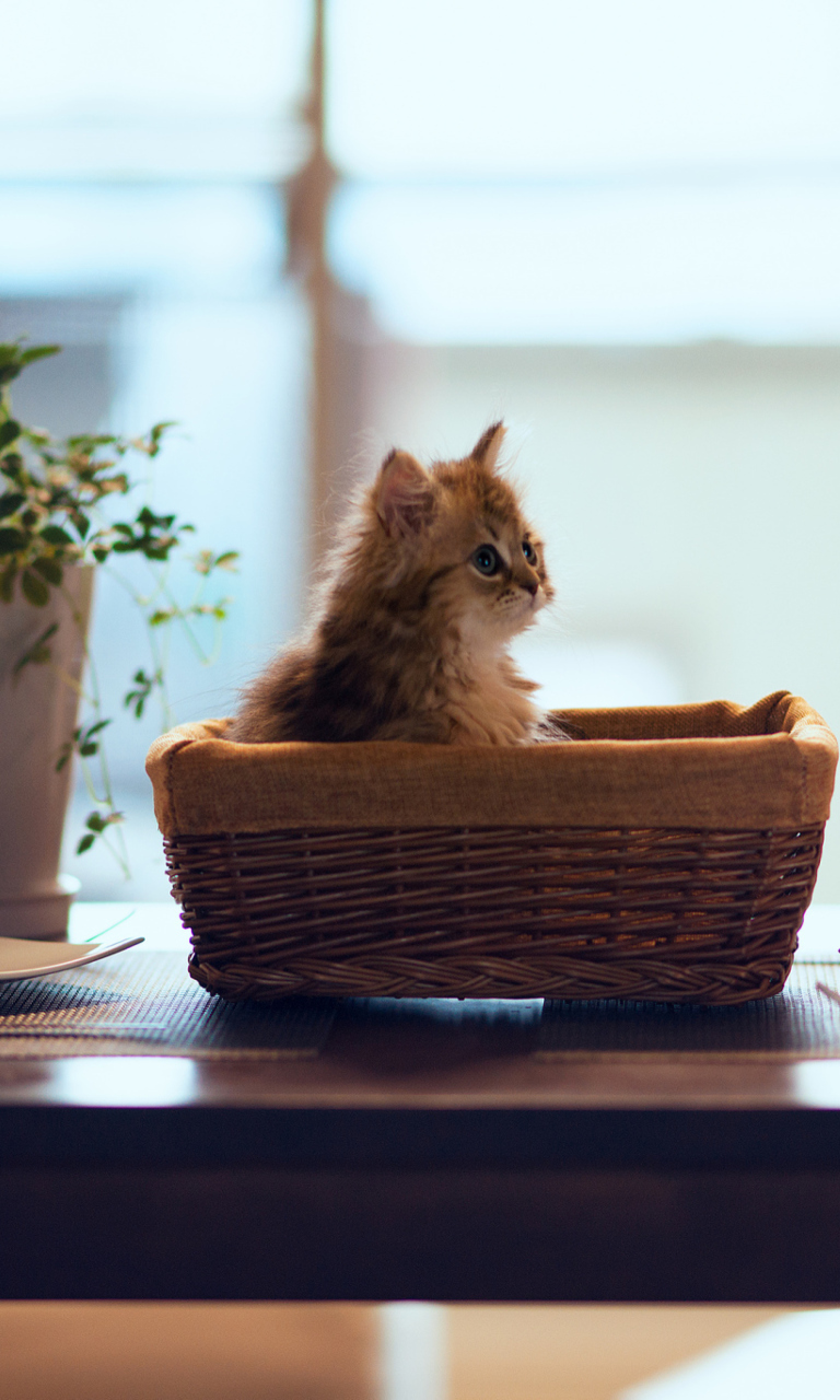 Sfondi Cute Kitten In Bread Basket 768x1280