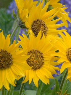 Sfondi Sunflowers 240x320