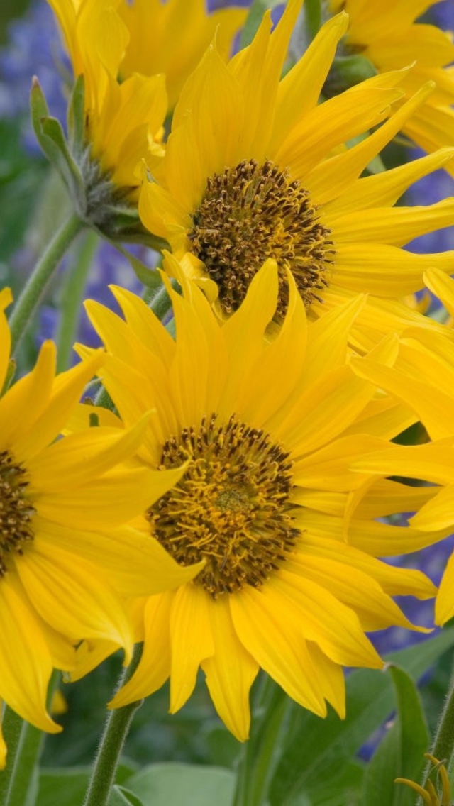 Das Sunflowers Wallpaper 640x1136
