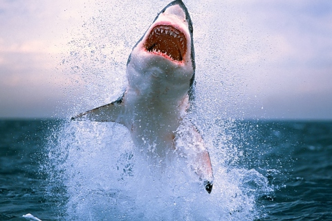 Screenshot №1 pro téma Dangerous Shark 480x320