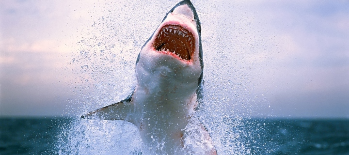 Fondo de pantalla Dangerous Shark 720x320