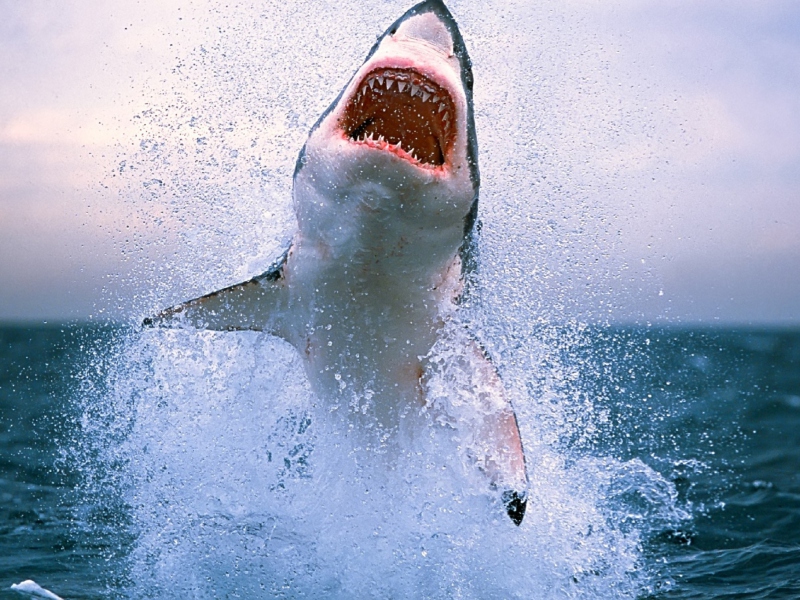 Screenshot №1 pro téma Dangerous Shark 800x600