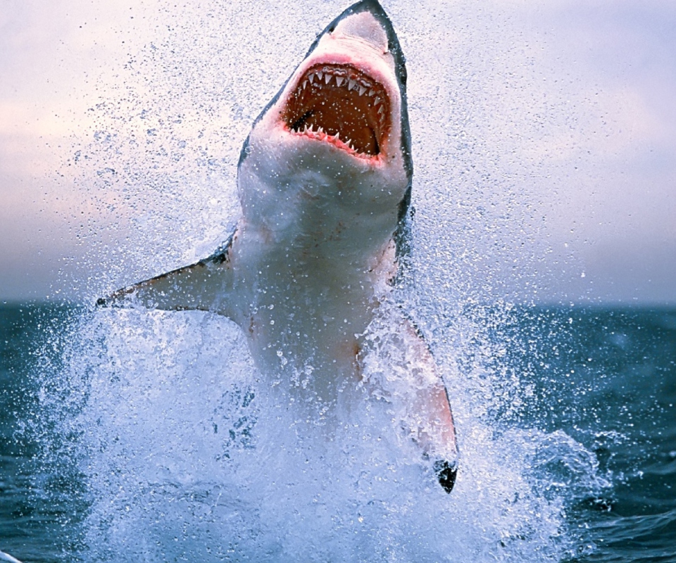 Fondo de pantalla Dangerous Shark 960x800
