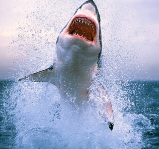 Dangerous Shark - Obrázkek zdarma pro iPad mini 2