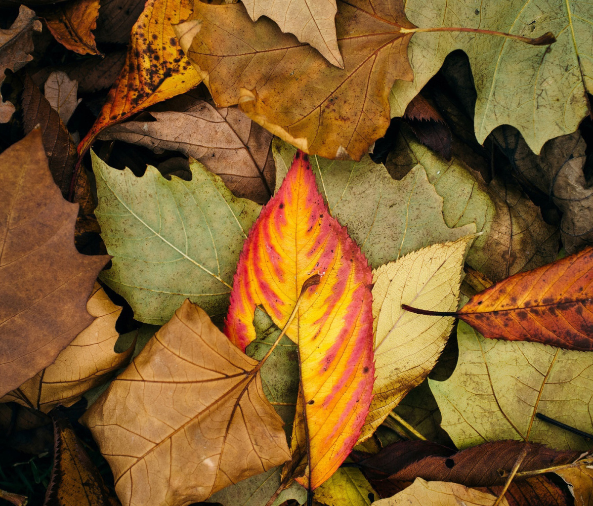 Screenshot №1 pro téma Autumn Leaves Artwork 1200x1024