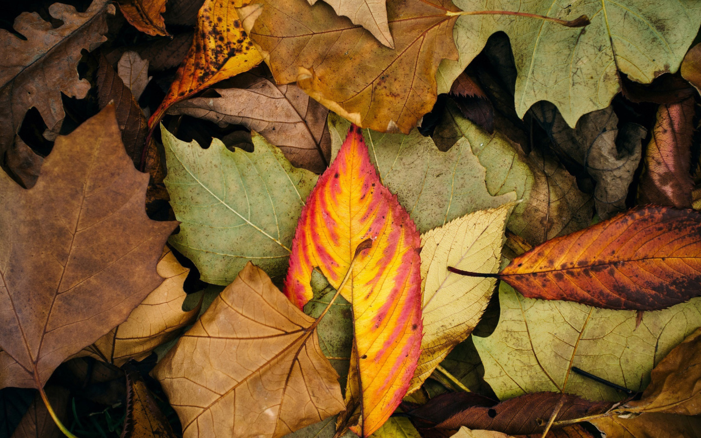 Screenshot №1 pro téma Autumn Leaves Artwork 1440x900
