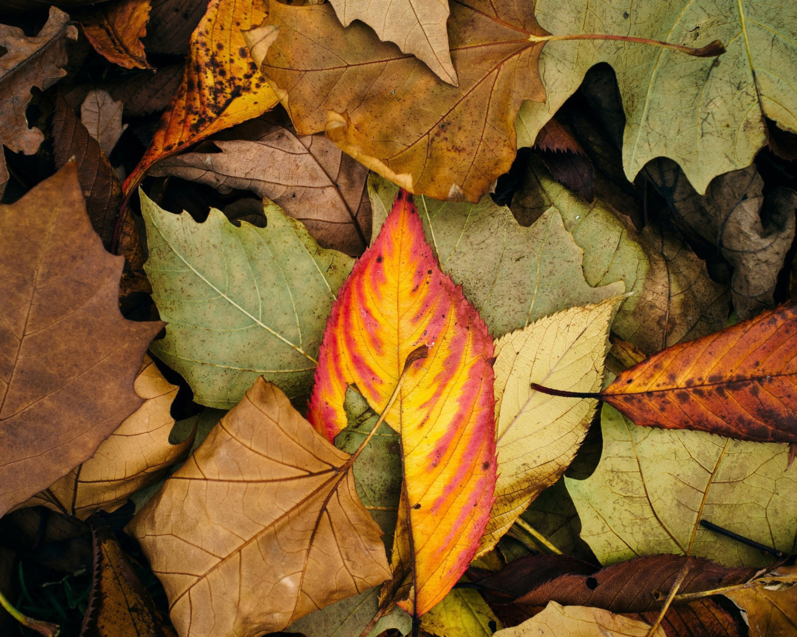 Autumn Leaves Artwork screenshot #1 1600x1280