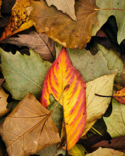 Screenshot №1 pro téma Autumn Leaves Artwork 176x220