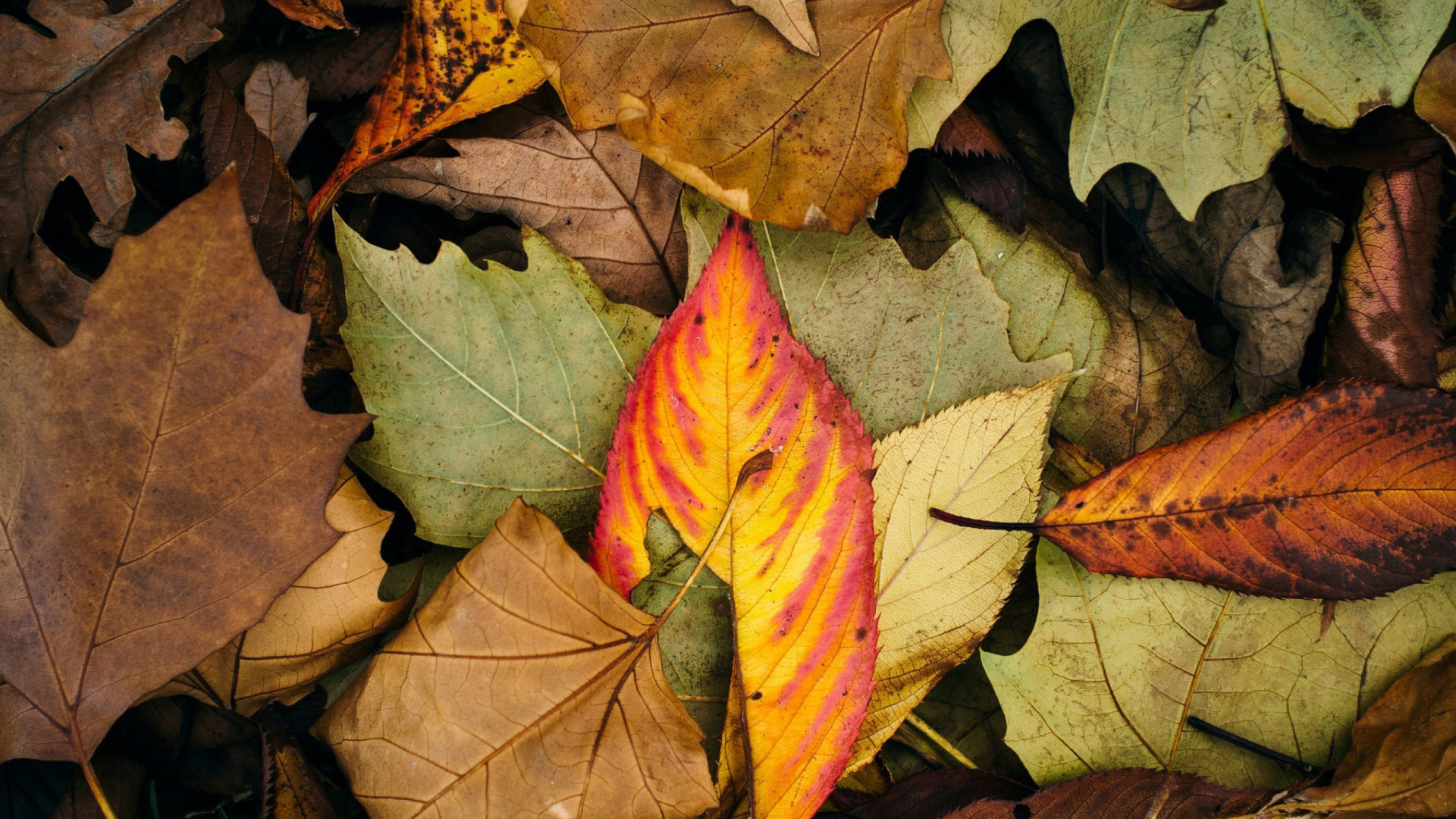 Screenshot №1 pro téma Autumn Leaves Artwork 1920x1080