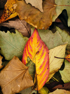 Das Autumn Leaves Artwork Wallpaper 240x320