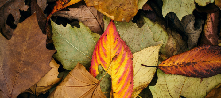Screenshot №1 pro téma Autumn Leaves Artwork 720x320
