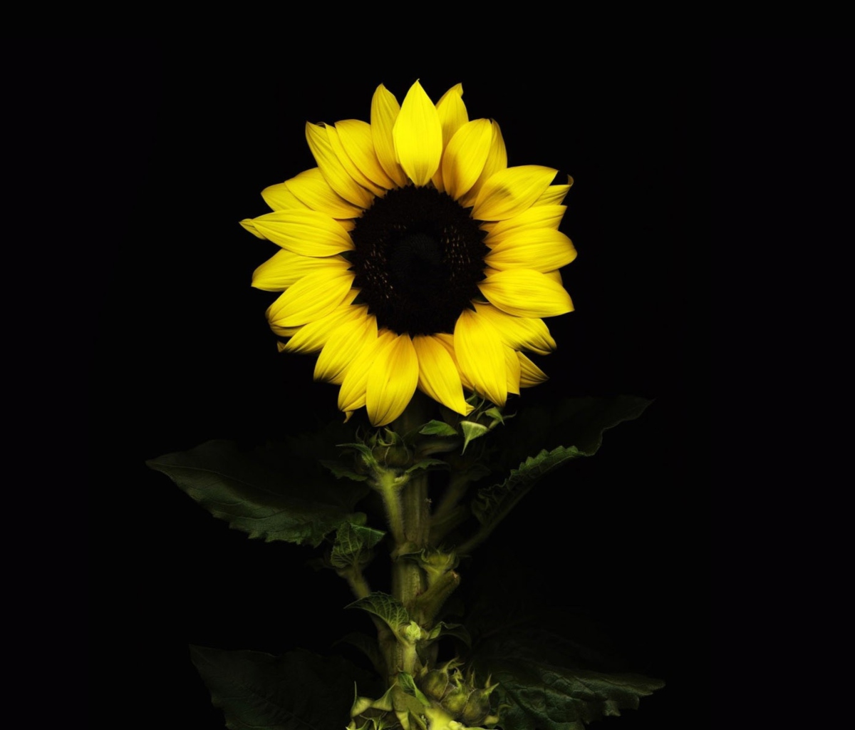 Обои Sunflower In The Dark 1200x1024