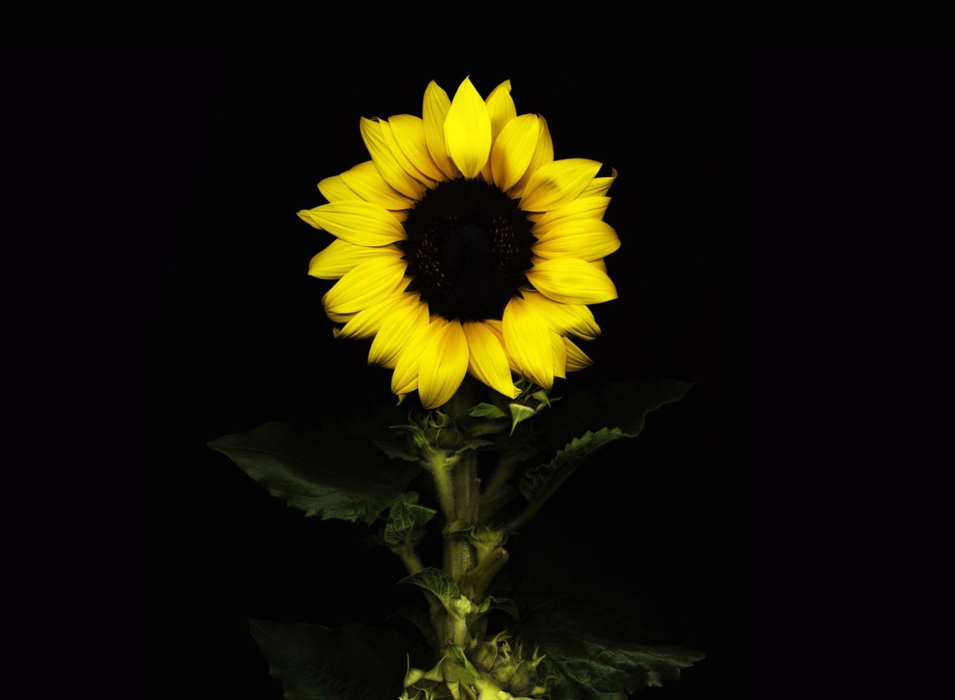 Fondo de pantalla Sunflower In The Dark 1920x1408