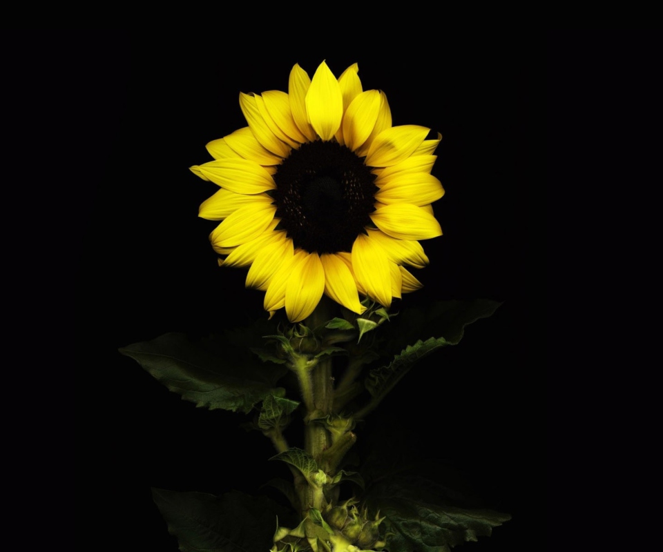 Fondo de pantalla Sunflower In The Dark 960x800