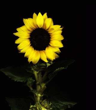 Sunflower In The Dark - Obrázkek zdarma pro 360x640