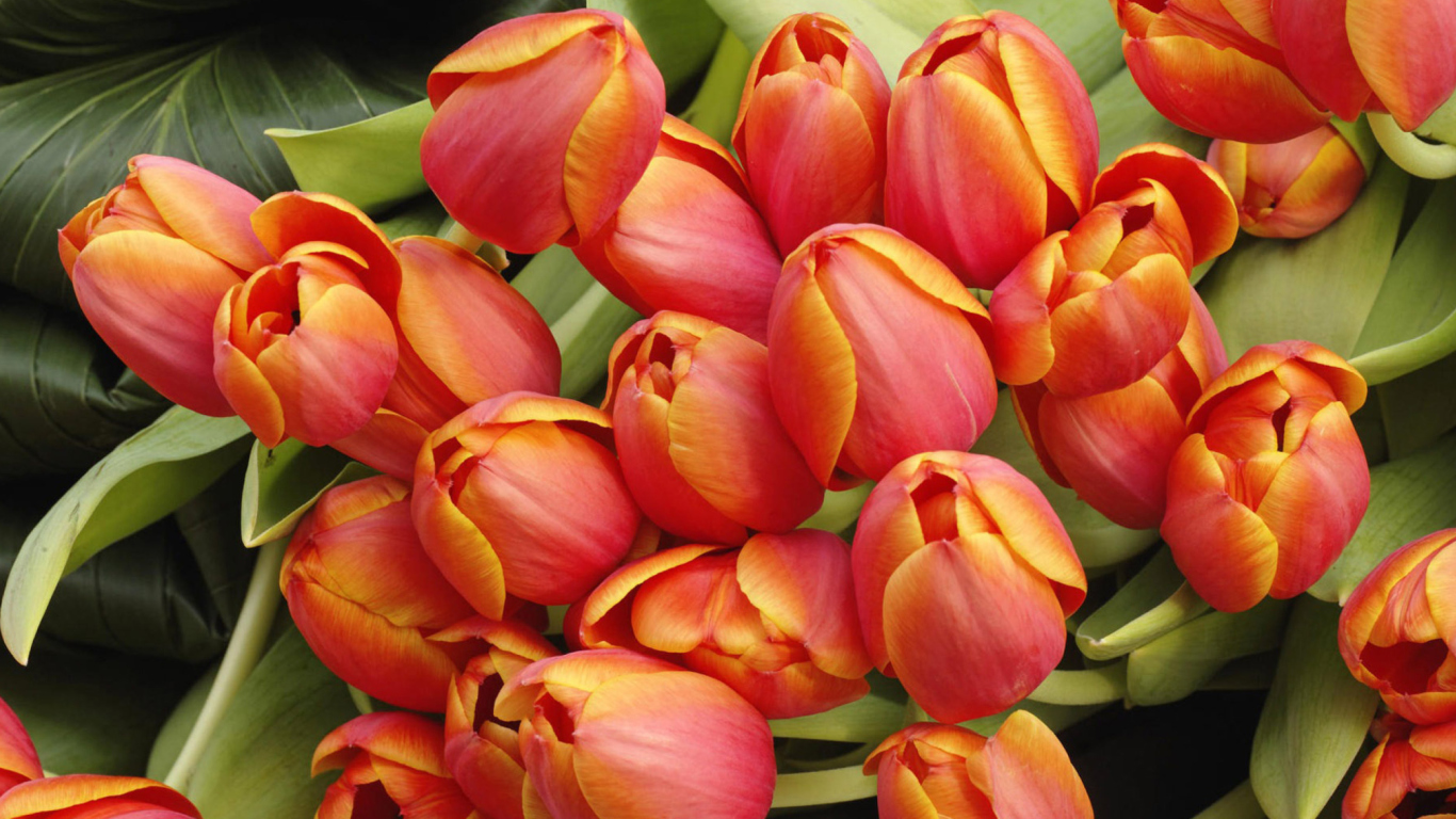 Das Bouquet Of Fresh Tulips Wallpaper 1366x768