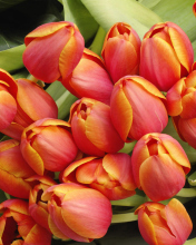 Screenshot №1 pro téma Bouquet Of Fresh Tulips 176x220