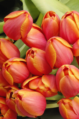 Fondo de pantalla Bouquet Of Fresh Tulips 320x480