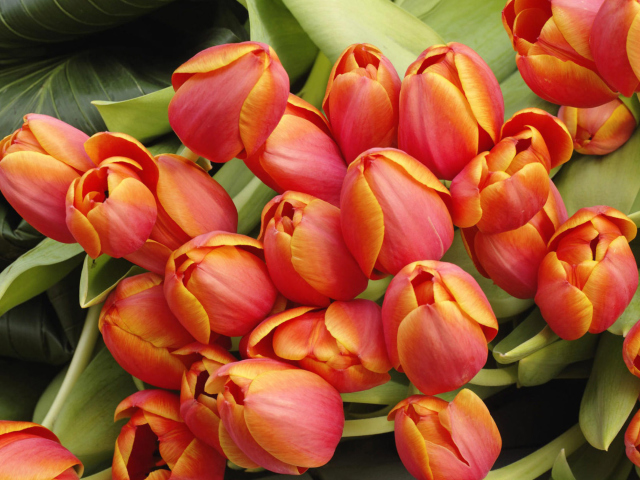 Sfondi Bouquet Of Fresh Tulips 640x480