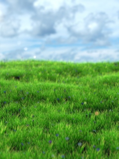 Fondo de pantalla Green Grass 240x320