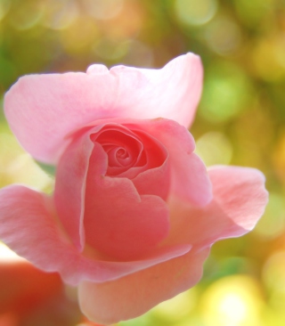 Delicate Rose - Obrázkek zdarma pro Nokia Lumia 920