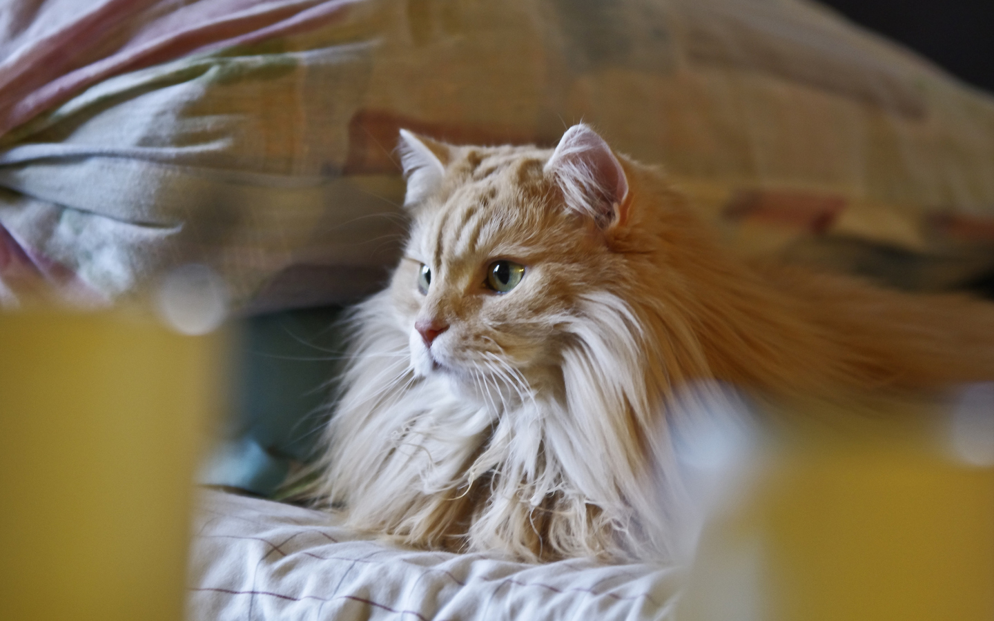 Screenshot №1 pro téma Fluffy Golden Cat 1440x900