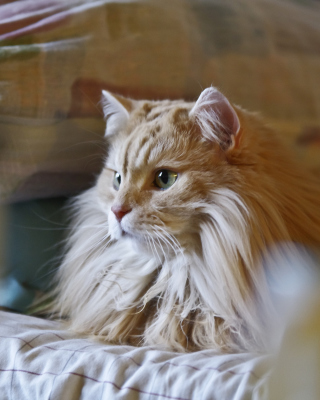 Fluffy Golden Cat - Obrázkek zdarma pro iPhone 6 Plus