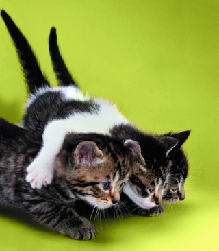 Three Kittens Playing - Obrázkek zdarma pro iPhone 5C