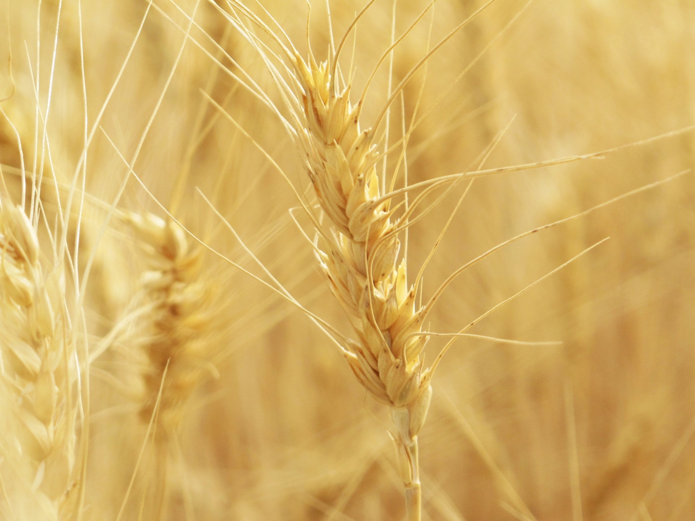 Das Wheat Spikes Wallpaper 1400x1050