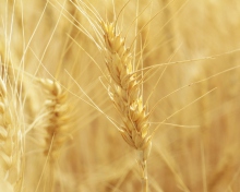 Wheat Spikes wallpaper 220x176