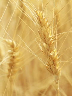 Das Wheat Spikes Wallpaper 240x320