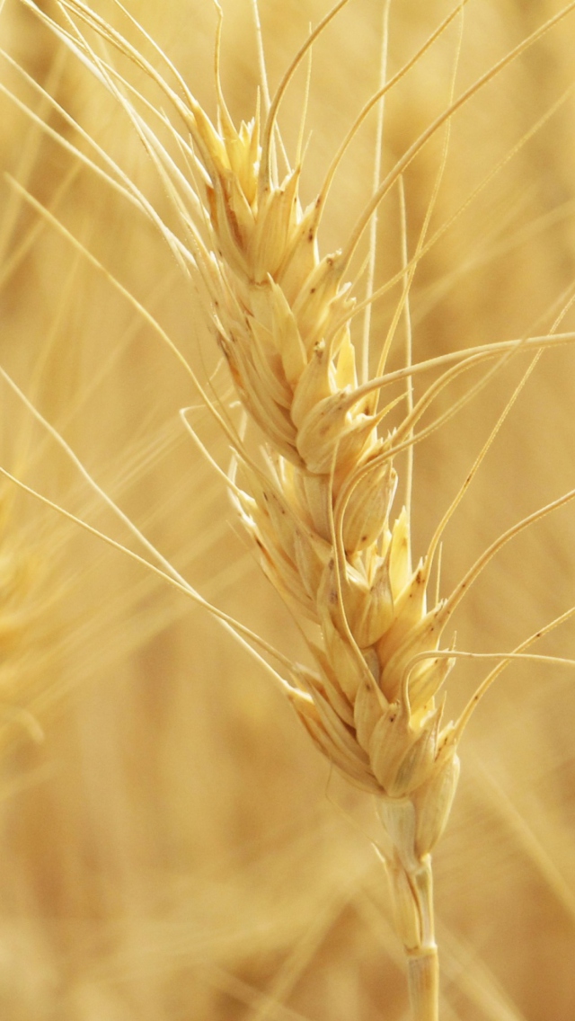 Wheat Spikes wallpaper 640x1136