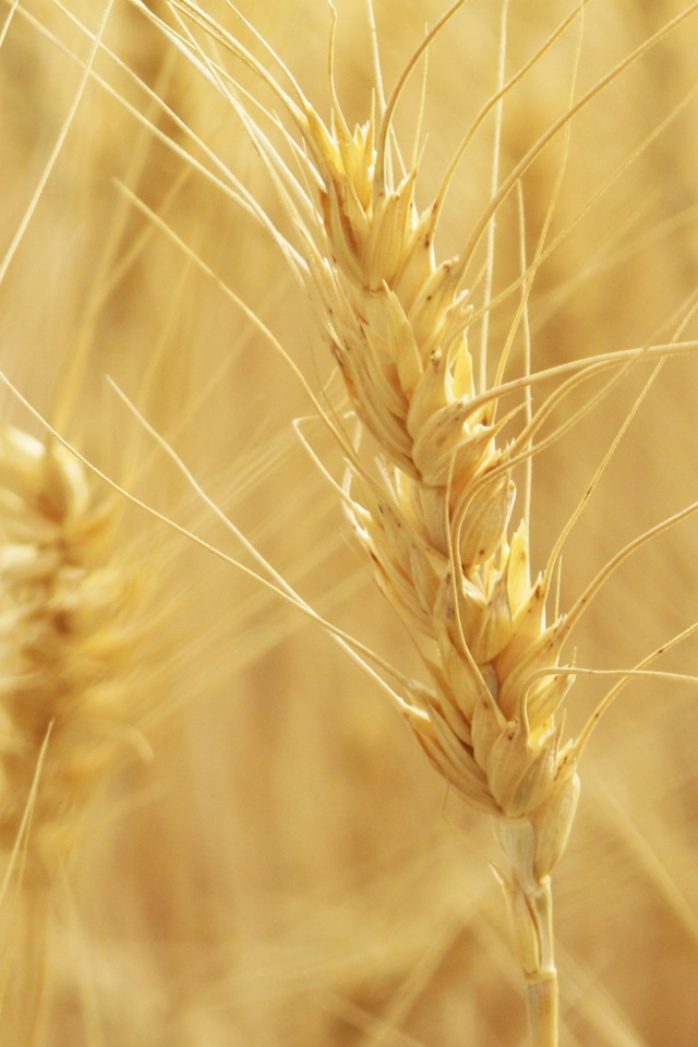 Wheat Spikes screenshot #1 640x960