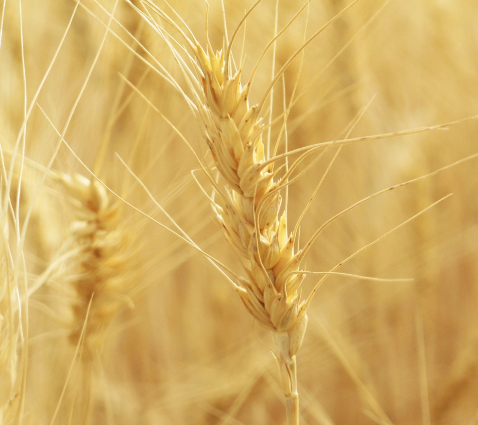 Wheat Spikes screenshot #1 960x854