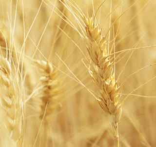 Kostenloses Wheat Spikes Wallpaper für iPad mini
