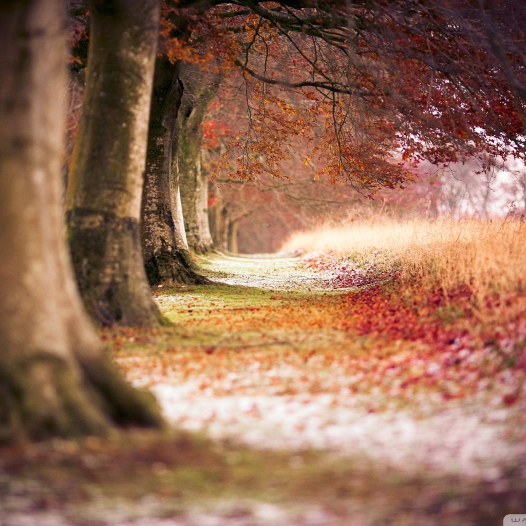 Das Magical Autumn Forest Wallpaper 1024x1024