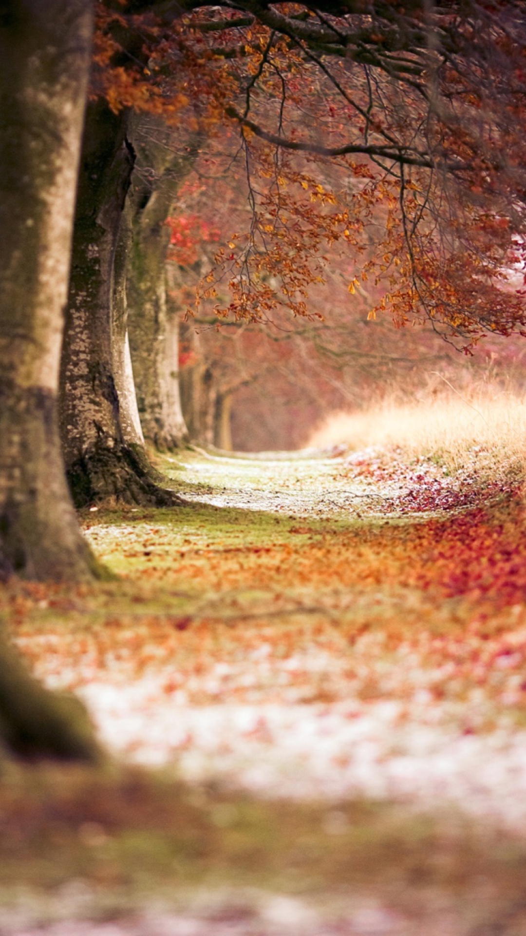 Sfondi Magical Autumn Forest 1080x1920