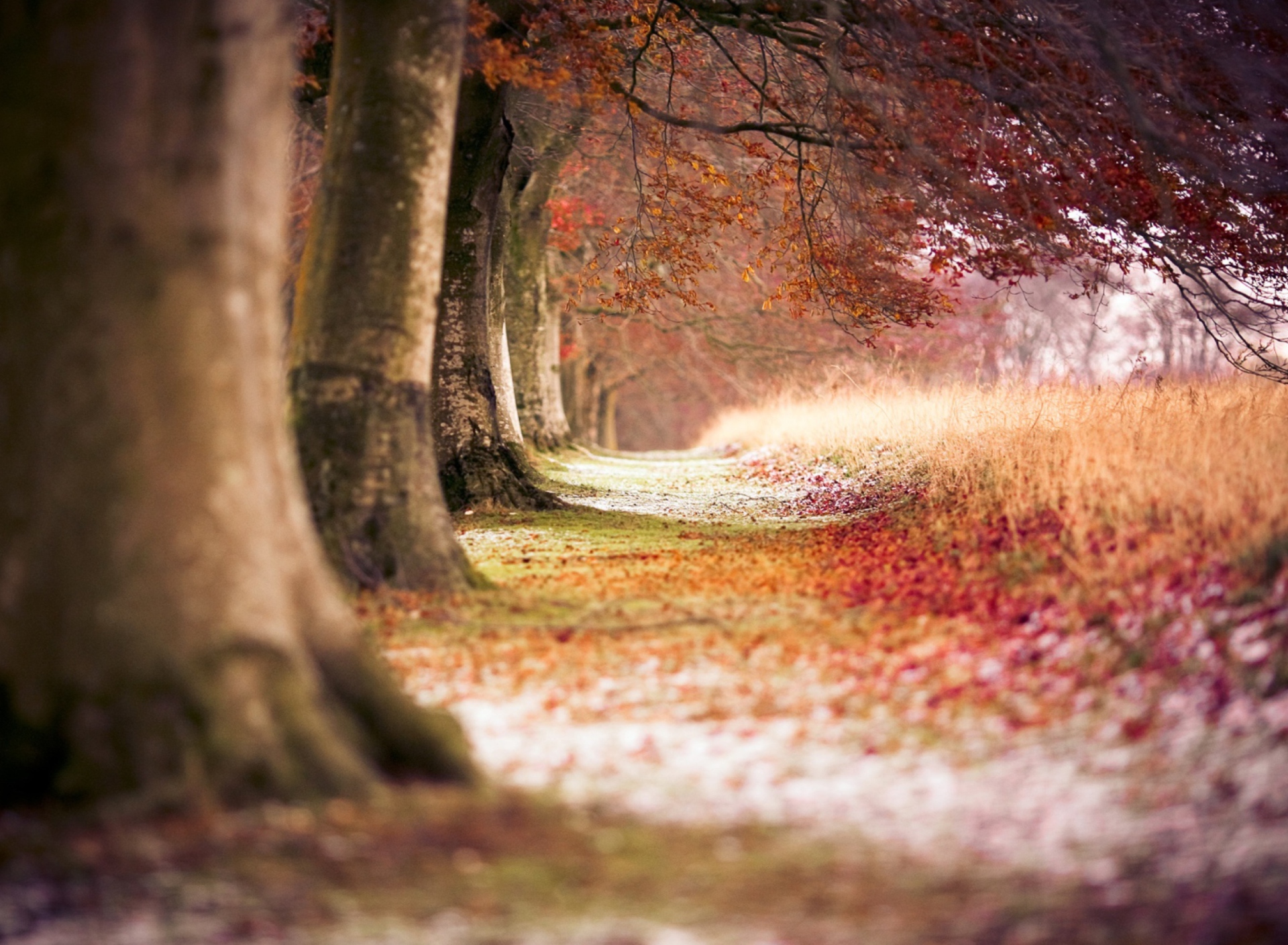 Das Magical Autumn Forest Wallpaper 1920x1408