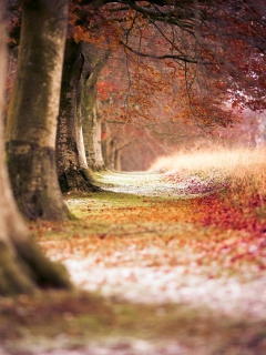 Sfondi Magical Autumn Forest 240x320
