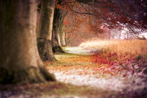 Das Magical Autumn Forest Wallpaper 480x320