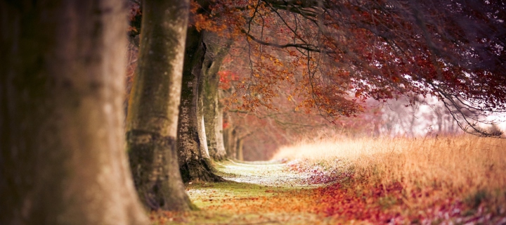 Sfondi Magical Autumn Forest 720x320
